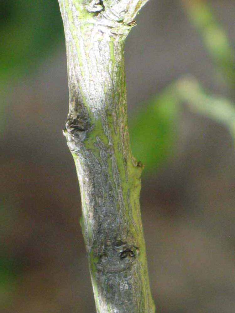              Second - third year twig (Winter Haven, FL)       